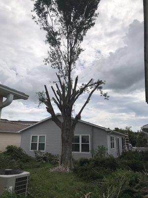 Tree removal in the back yard of a villa no room for errors