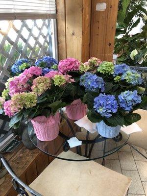 Hydrangea plants