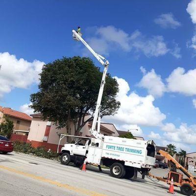 Forte Tree Trimming