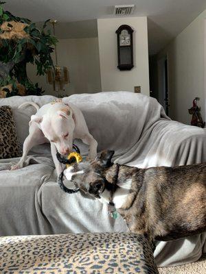 Molly & Buddy playing tug