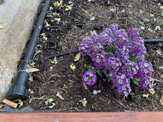 The purple flowers are life and the cigarette butt is death.