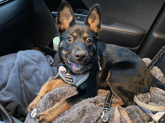 One happy puppy after puppy socialization class!