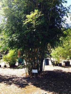 Kanapaha Bamboo