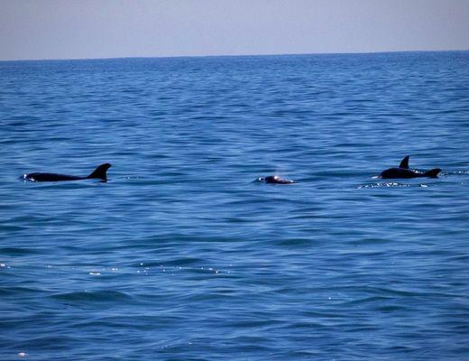 A pod of dolphins were playing near the beach!