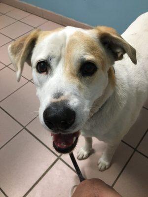 Eddie at Homestead Animal Hospital for his annual check up.