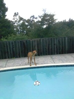 A little help here please! Regular service will keep your pool safe and clean for your family & pets. Call 510 697-5333 for a free estimate.