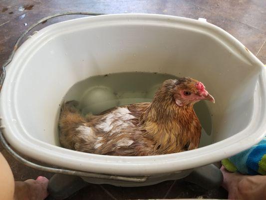 Ill hen getting a CBD soak and loving it. She was all better after 2 soaks. CBD is great for everyone.