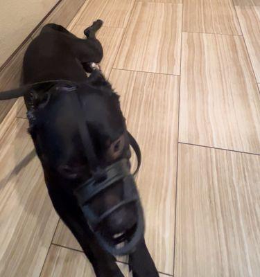 Image description: A leashed black dog wearing a muzzle, lying on the floor of a veterinary office