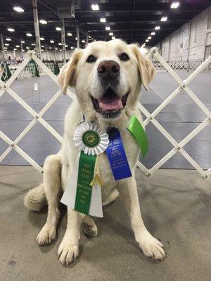 Beau with his AKC Novice Rally title