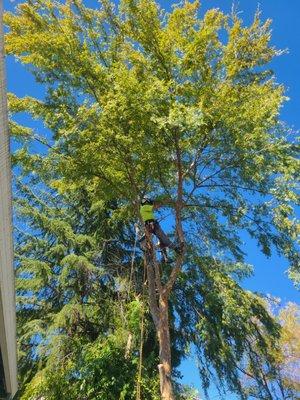 Removal of elm tree