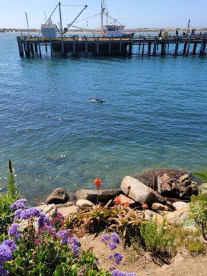 Sea otters