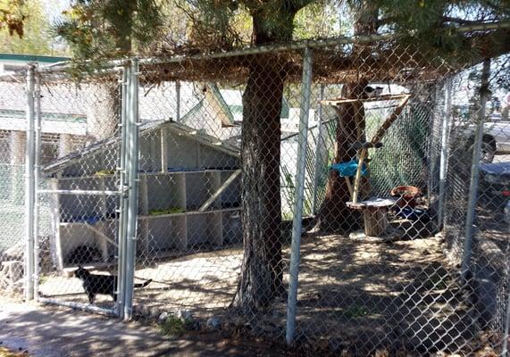 Dogs get walked and played with by volunteers and prospective adopters.  Putties get this enclosure to snag some fresh air (nap).