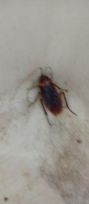 Huge nasty roach in a tray. Pic from an insider that got into the back room on a delivery