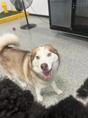 Dog during daycare. Notice the tail in happy configuration.