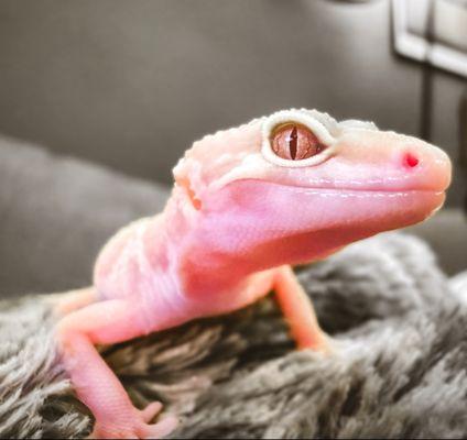 Leopard Gecko