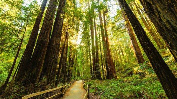 Muir Woods - Marin County