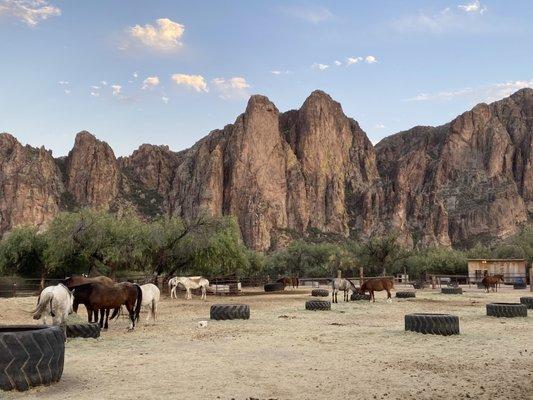 Horse corral