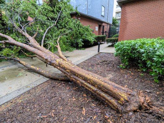 Fallen tree after Tropical Storm Helene hit Atlanta on the morning of Friday, September 27, 2024. That tree was there since 2004.