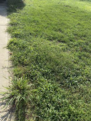 Weeds on front side lawn