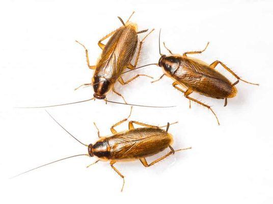 German cockroaches