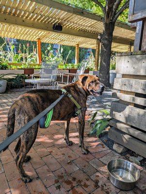 Dog friendly patio