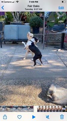 Our puppy and her new best friend