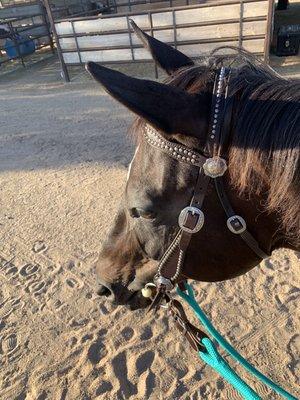 Bridle  from Cowboy corner, not the reins.  I did Buy matching reins from CC but they weren't on when I took the pic:)