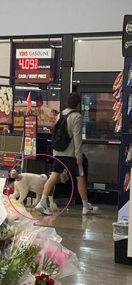 Dog in the store.