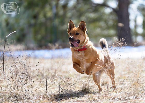 Dog Training Spokane