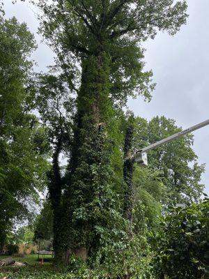 Each tree was carefully broken down in easy to manage sections