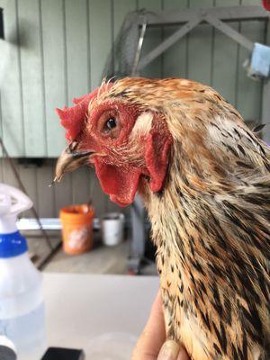 The day after putting in drops she had her eye open and now can see her food.