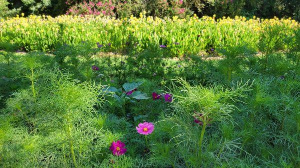 Wild Flowers framing the grounds of the Smith Farm