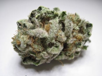 Only the finest flowers. Always fresh. Starting @ $165 per Oz