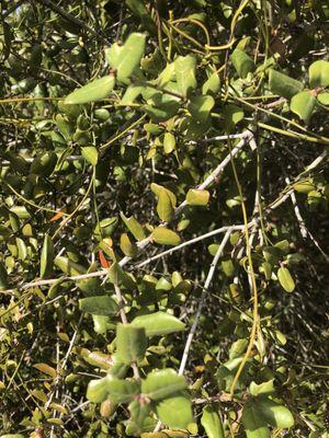 Crystal Lake Sand Pine Scrub Natural Area