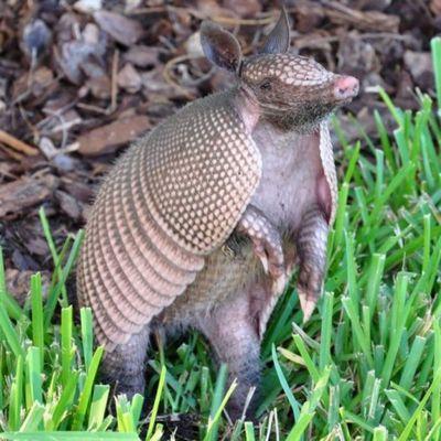 Armadillo in yard