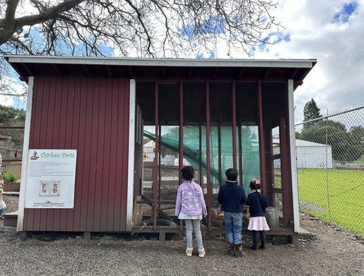 Learning about chickens