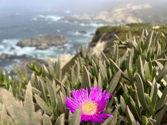 Sonoma Coast State Beach