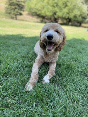 Bowie looking extra good after a month battle with stickers and new baby sister who constantly uses him as a chew toy.