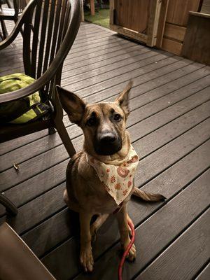 Patio area where dogs are allowed