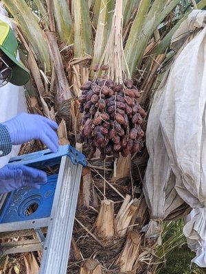 Black Gold dates ready for picking - Sam Cobb himself picking a few right from the tree as samples during the tour.