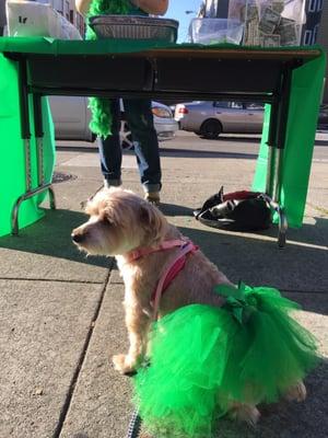 Koko says support the local North Beach elementary school St Paddy cupcake fundraiser...it's YUMMY!!