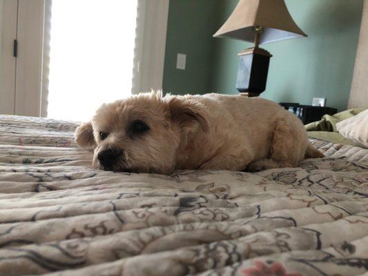 2 weeks after his haircut, wash, nails & clipped.  Reasonable cost & great service.