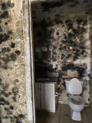 Mold Damage