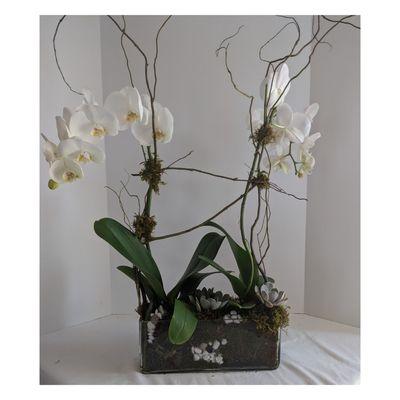 White Sympathy orchid plants and succulents