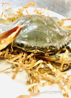 Live soft shell crab