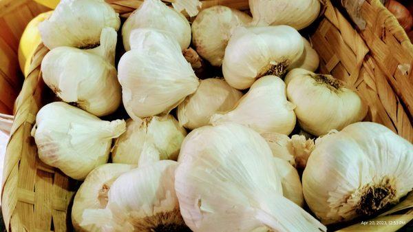 Organic Garlic