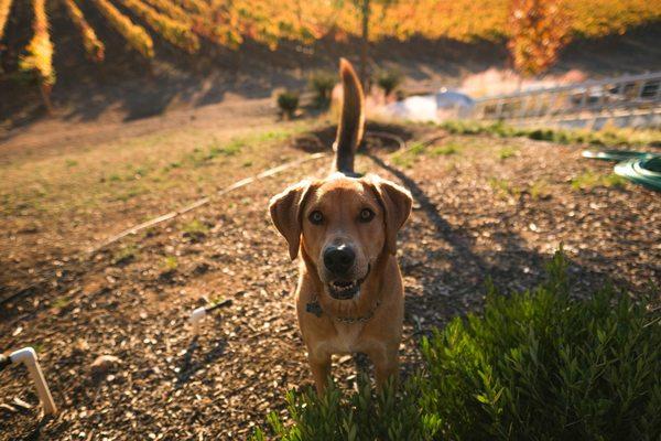 Duke the winery dog!