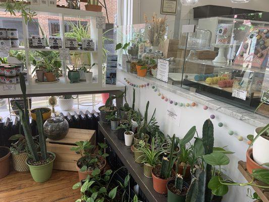 Bringing the outdoors inside with lots of plants and cacti.