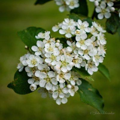 Lilacs in bloom