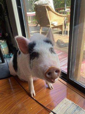 Noma sneaking inside the house to take a bath and eat her inside treats